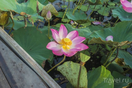 Lotus Valley miracol asiatic în regiunea Astrahan