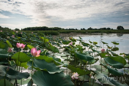 Lotus Valley miracol asiatic în regiunea Astrahan