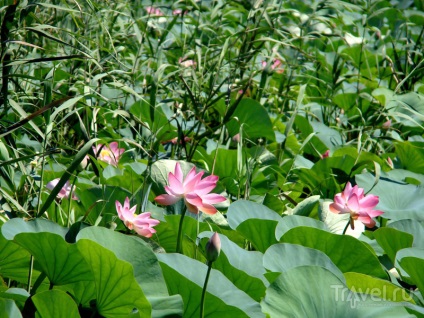 Lotus Valley miracol asiatic în regiunea Astrahan