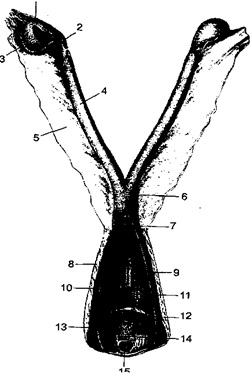 Pisici interne - biologie