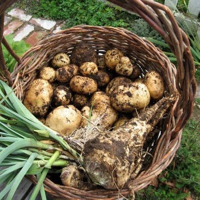 Cele două modalități cele mai bune de a crește cartofii fără a afecta scabia și gândacul Colorado, suburban