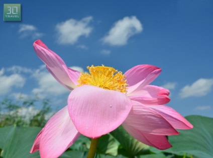 Excursii la câmpurile lotus (lotus) din Astrakhan - Centrul Astrakhan