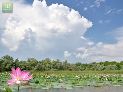 Excursii la câmpurile lotus (lotus) din Astrakhan - Centrul Astrakhan