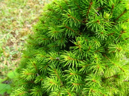 Lucszi kanadai (sizaya) kúp (picea glauca conica) - tűlevelű fák levél 