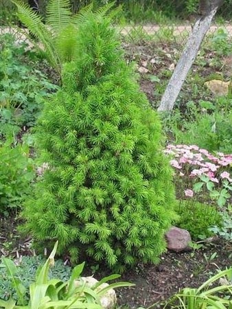 Lucszi kanadai (sizaya) kúp (picea glauca conica) - tűlevelű fák levél 