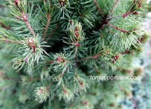 Molid canada sisaya - conic - picea glauca conica, cultivarea de roșii în zona suburbană