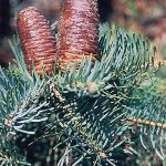 Spruce kanadai sisaya - kúp - picea glauca conica, paradicsom termesztése a külvárosi területen