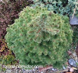 Molid canada sisaya - conic - picea glauca conica, cultivarea de roșii în zona suburbană