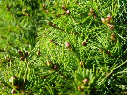 Lucszi kanadai (sizaya) kúp (picea glauca conica) - tűlevelű fák levél 