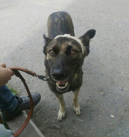 Acest câine a suferit din mâinile oamenilor foarte cruzi