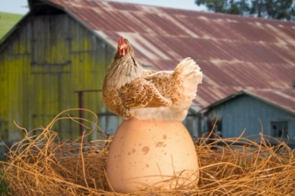 Festivalul de ouă și o nuntă într-un robin - o revistă 