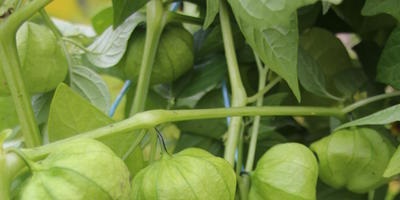 Specia Physalis, referință botanică, aplicarea fizalizelor