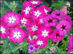 A Phlox éves, vagy drummond