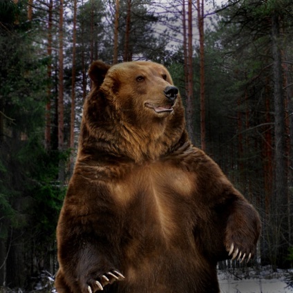 Fotografii de animale - ursul brun