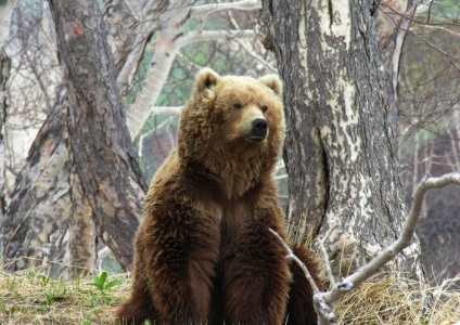 Fotografii de animale - ursul brun