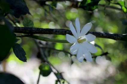 Gardenia (50 fotografii) aterizare și îngrijire la domiciliu