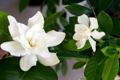 Gardenia (50 fotó) leszállás és gondozás otthon