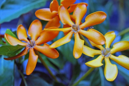 Gardenia (50 fotografii) aterizare și îngrijire la domiciliu