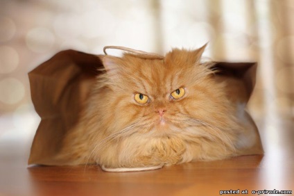 Garfy - cea mai nemulțumită pisică din lume - 15 fotografii - poze - photo world of nature