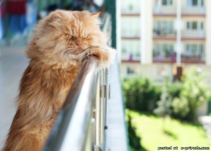 Garfy - cea mai nemulțumită pisică din lume - 15 fotografii - poze - photo world of nature