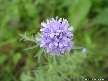 Gilia - kerti dísznövények - beltéri virág- és növényosztályok - virágkatalógus -