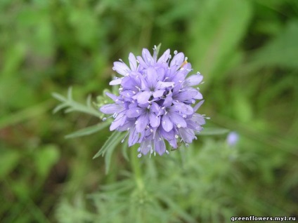 Gilia - plante ornamentale de grădină - clase de flori și plante de interior - catalog de flori -