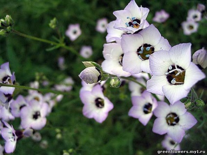 Gilia - plante ornamentale de grădină - clase de flori și plante de interior - catalog de flori -