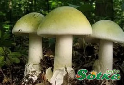 Ciuperci de pădure de pin țesut info livada grădină livadă