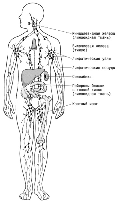 Az immunrendszer