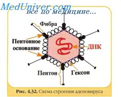 Vírusos fertőzés immunológiai memóriája