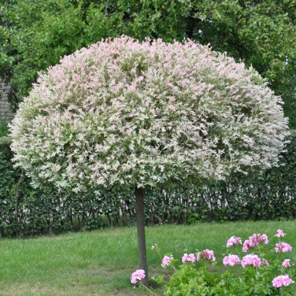 Willow întreaga frunză hakuro nischiki japoneză, flamingos pentru plantare pe site, îngrijire, fotografie, condiții