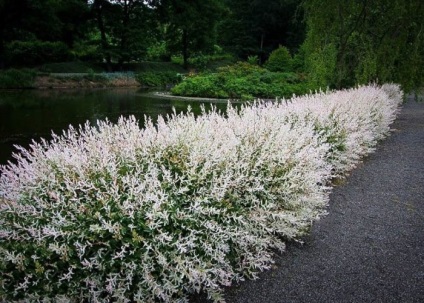 Willow plantarea și îngrijirea plantelor cu frunze întregi, fotografie în design peisagistic