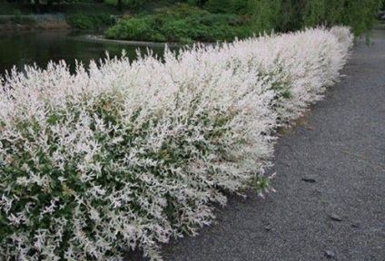 Willow hakuro nishiki leszállás és gondozás, az alapvető szabályok