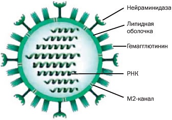 Din ce constă vaccinul împotriva gripei?