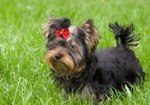 Diferențele Yorkshire și Beaver Yorkshire