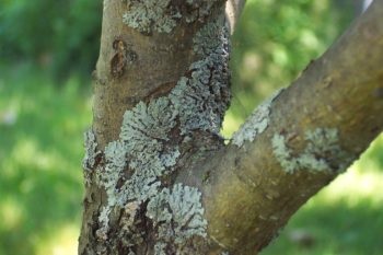 Cum să tratăm lichenul pe măr, metode, căi populare