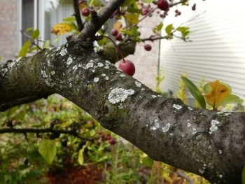 Cum să tratăm lichenul pe măr, metode, căi populare