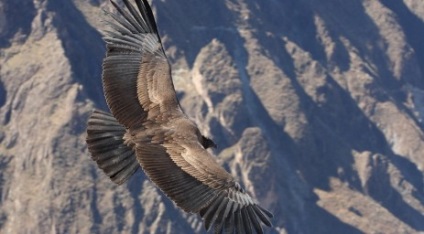 Cum să fotografiezi animalele în sălbăticie fără a cumpăra echipamente pentru zeci de mii de dolari, idei