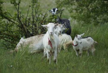 Cum să hrănești caprine - Caprine - Animale