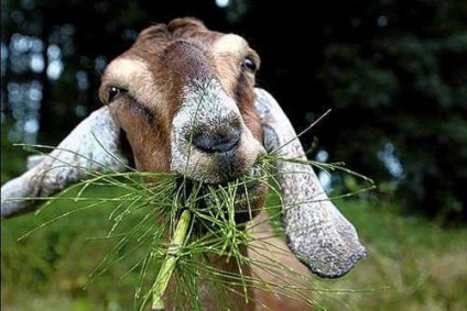 Cum să hrănești caprine - Caprine - Animale