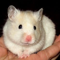 Cum se trateaza o raceala la un hamster 1