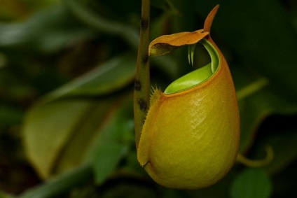 Cum furnicile au grijă de plantele de pradă