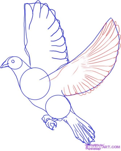 Cum de a desena un porumbel în etape
