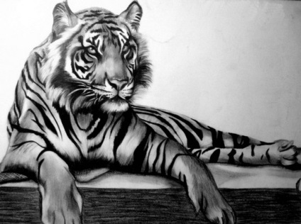 Cum de a desena un tigru în creion pas cu pas pentru copii, ls