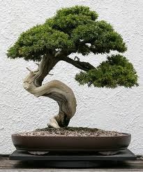 Cum să înveți să faci copaci artificiale de bonsai pitic și să-ți deschizi propria afacere