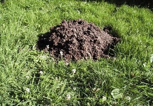 Cum de a scăpa pentru totdeauna de mole în metodele de grădină și opțiunile de luptă