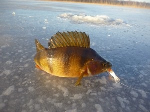 Cum de a găsi o parcare de pește în revista de pescuit de iarnă - o revistă online despre hobby-ul tău preferat