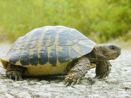 Cum se determină vârsta unei broaște țestoase