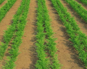 Cum să plantați corect morcovii pentru a obține o recoltă bună, calendarul și modul de plantare