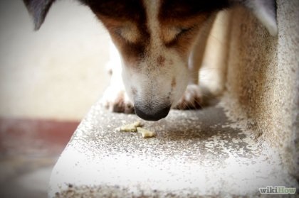 Cum să ai grijă de un câine abandonat